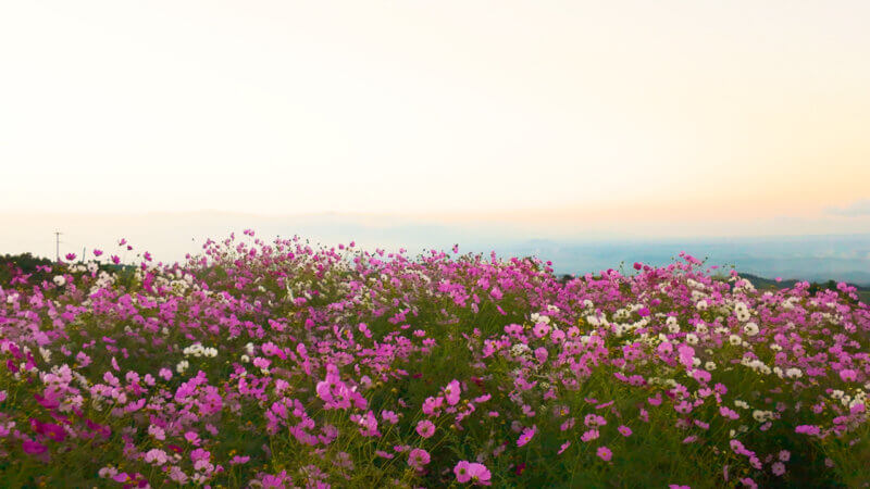 朝の光に包まれるコスモス畑(熊本・阿蘇産山村)