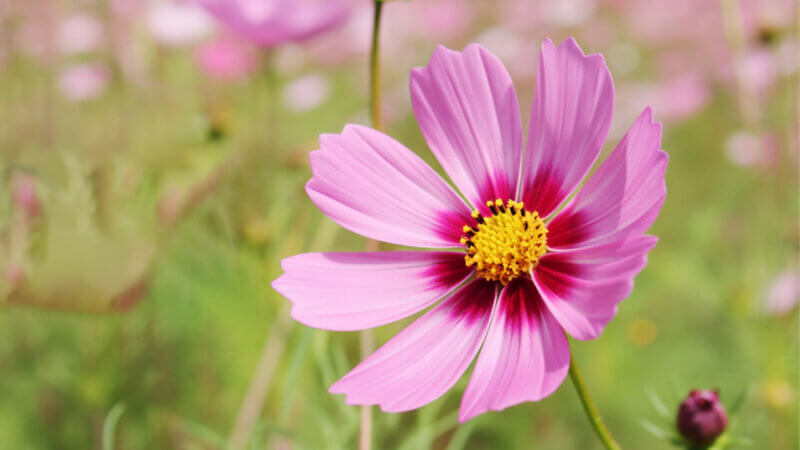 秋風に揺れるコスモスと田園を走る列車の癒し風景