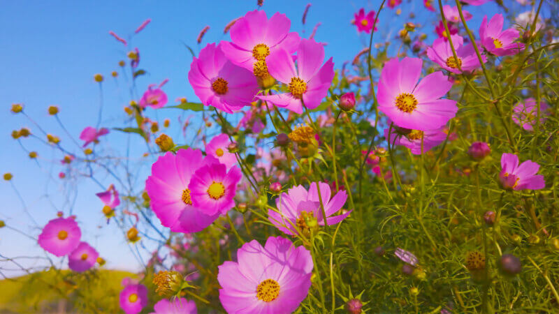 朝の光に包まれるコスモス畑(熊本・阿蘇産山村)