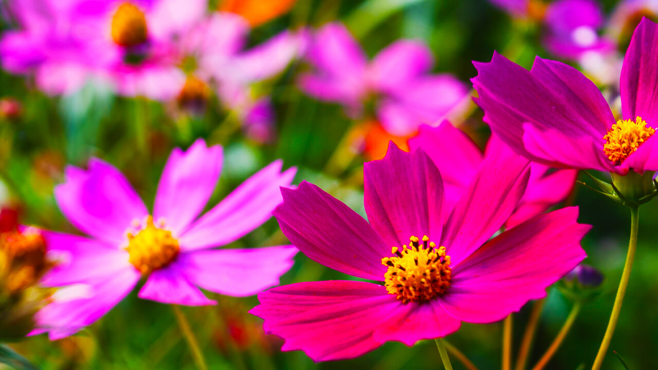 コスモスが咲く秋の田園と癒しの風景