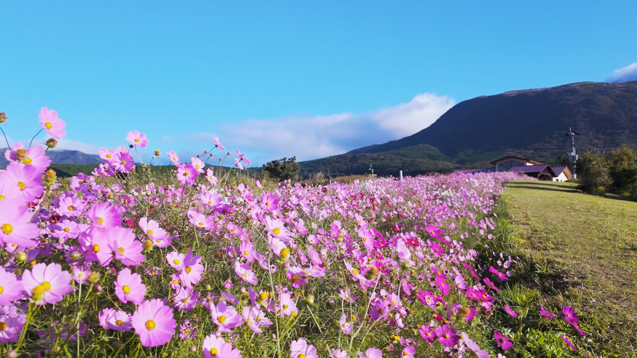 朝の光に包まれるコスモス畑（熊本・阿蘇産山村）