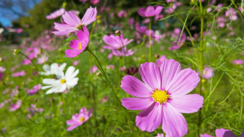 朝の光を浴びるピンクのコスモス(長崎県・大又農園)