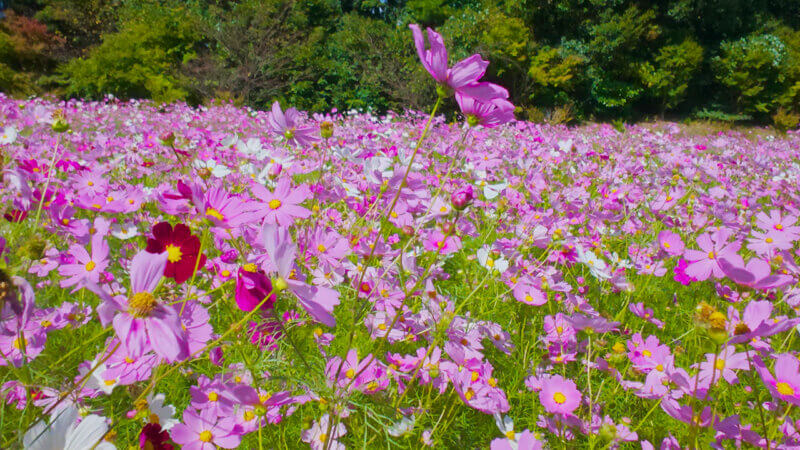 一面に咲くピンクと白のコスモス畑(長崎県大村市・大又農園)
