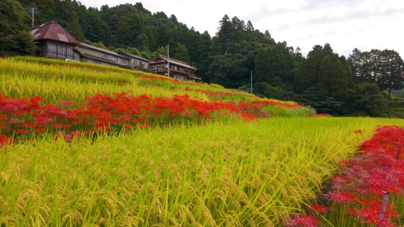 佐賀県江里山の棚田に咲く秋の彼岸花。心癒される風景のドローン空撮