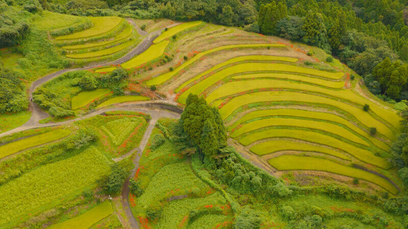 佐賀県江里山の棚田に咲く秋の彼岸花。心癒される風景のドローン空撮