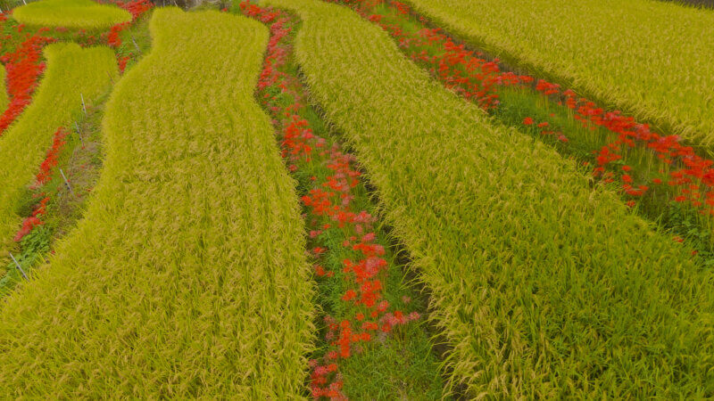 江里山の棚田と秋の彼岸花 – 心癒される風景