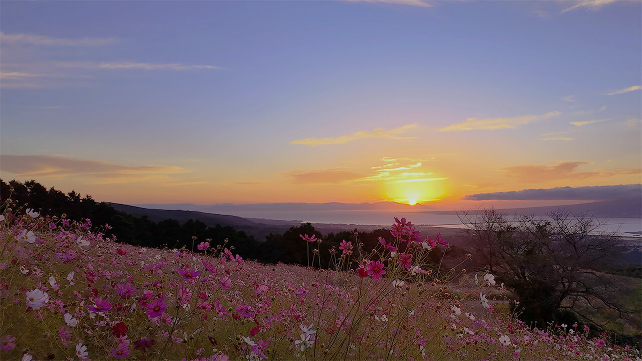 朝焼けに輝く白木峰高原のコスモス畑（長崎県諫早市）