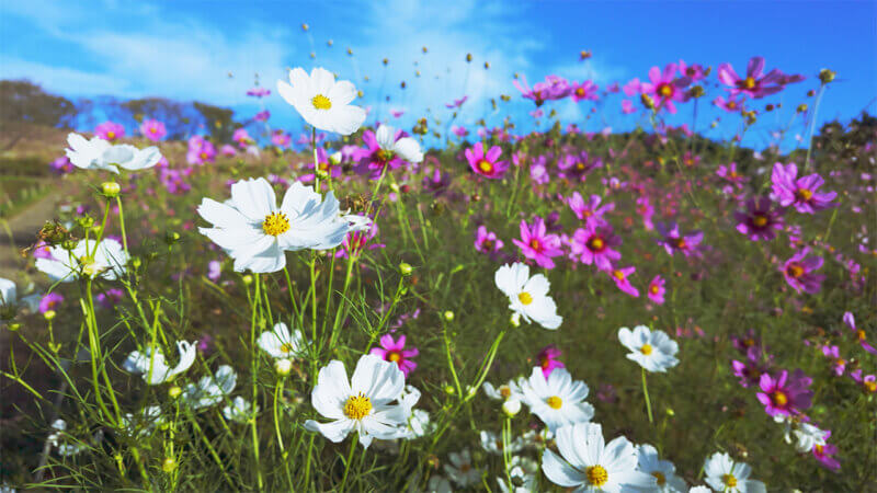 朝露にきらめく白木峰高原のコスモスの花