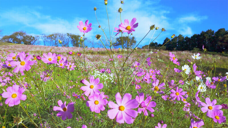 朝露にきらめく白木峰高原のコスモスの花