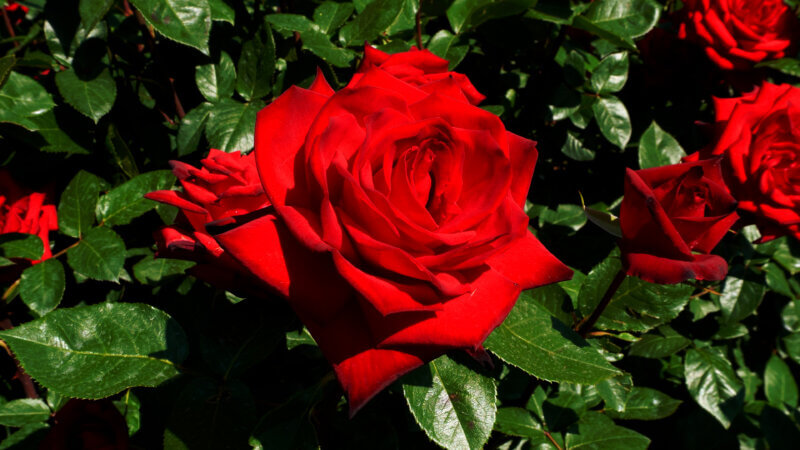 赤いバラとピアノの癒しイメージ – 花と音楽で癒される時間 / Red Rose Harmony for Relaxation