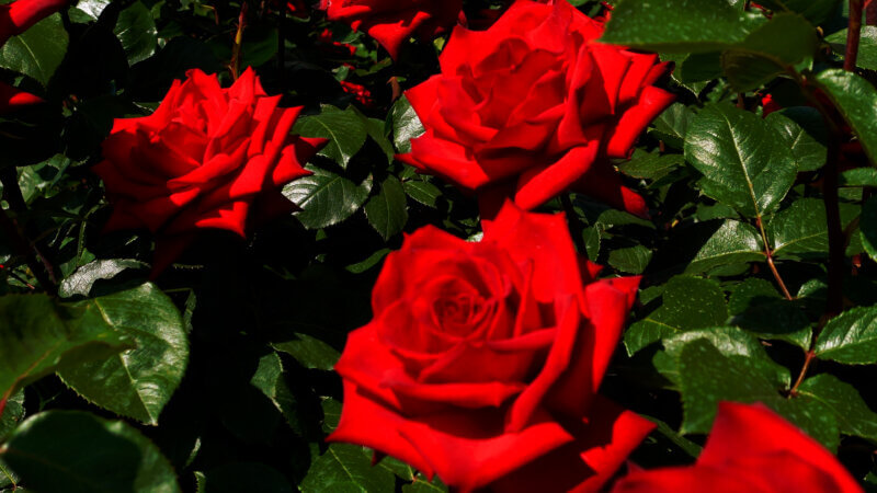 赤いバラとピアノの癒しイメージ – 花と音楽で癒される時間 / Red Rose Harmony for Relaxation